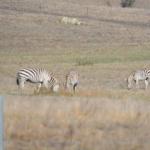 Cambria_0191 (November 03, 2012)